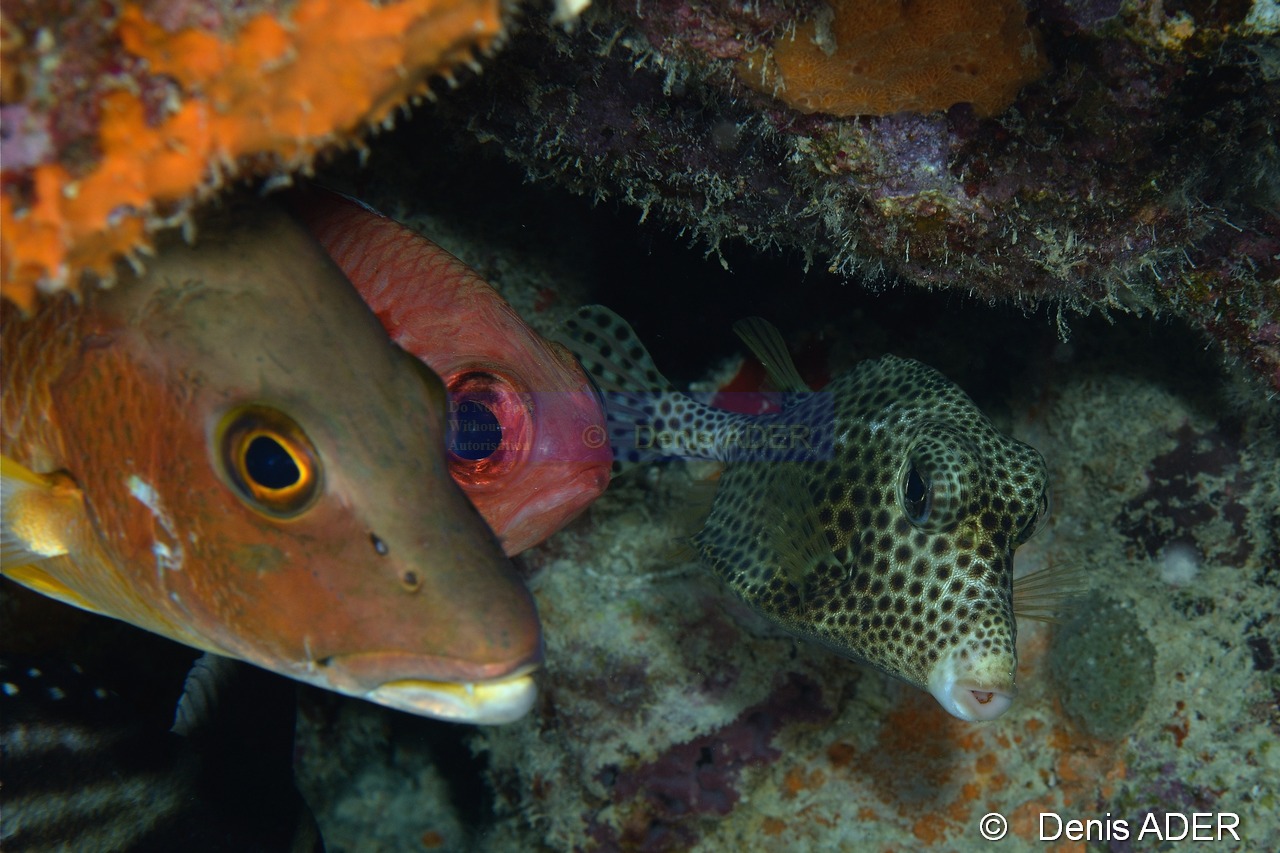 Lutjanus apodus Lactophrys-bicaudalis coffre zinga-Bonaire Small wall-16m-20180219-Denis-ADER-DSC_6829_tn.jpg